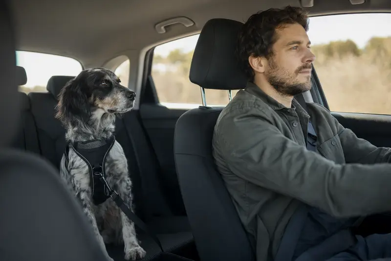 Ein Laverack-Setter sitzt sicher angeschnallt auf der Rückbank eines Autos, während der Besitzer ruhig fährt und Sonnenlicht durch das Fenster fällt.