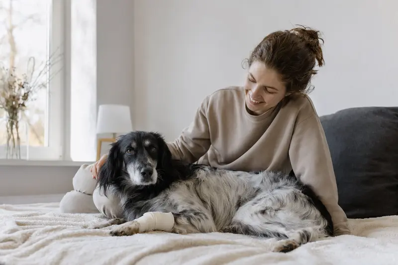 Ein Laverack-Setter Hund mit Verband an der Pfote ruht sich zusammen mit seinem erleichterten Besitzer in einer hellen Wohnung aus.
