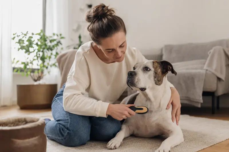 Ein Leavitt Bulldog wird in einer hellen Wohnung liebevoll gebürstet, während der Besitzer sich aufmerksam um die Fellpflege kümmert.