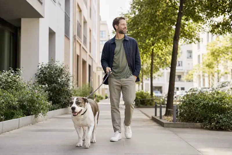 Ein Leavitt Bulldog Hund läuft an der Leine neben seinem Besitzer durch eine moderne Stadtstraße.
