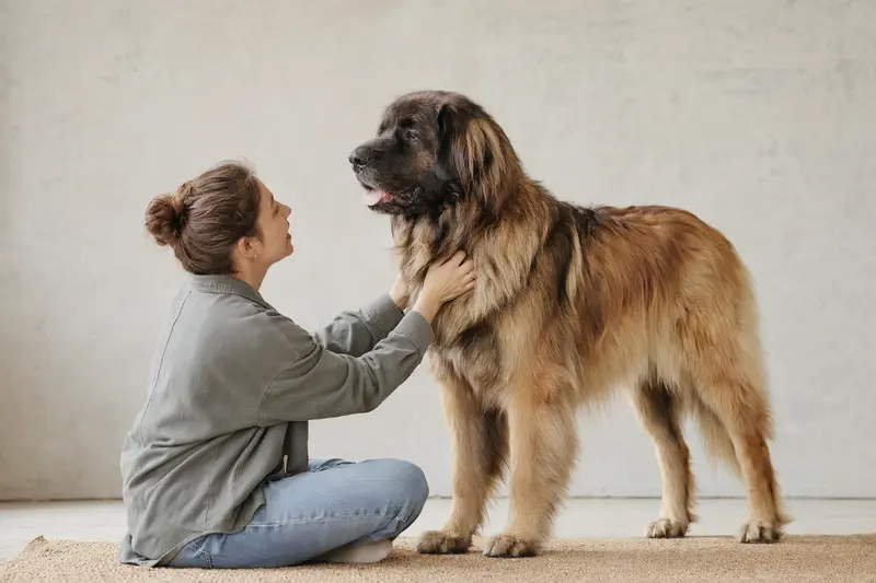 Ein Leonberger Hund steht aufmerksam vor hellem Hintergrund und zeigt das typische Fell und die kräftige Körperform der Rasse.