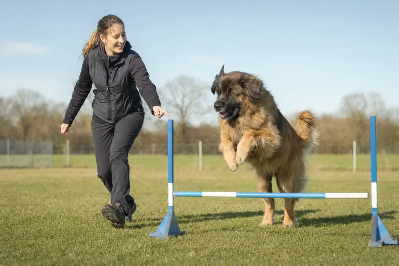 Ein Leonberger trainiert mit seinem Besitzer auf einem Hundeplatz über eine kleine Hürde bei sonnigem Wetter.