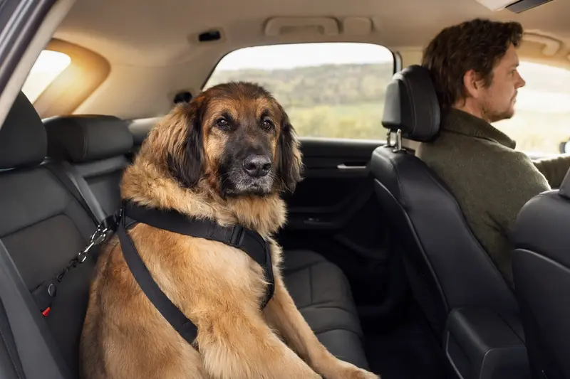 Ein Leonberger sitzt sicher angeschnallt auf der Rückbank eines Autos, während der Besitzer ruhig fährt und Sonnenlicht durch das Fenster fällt.