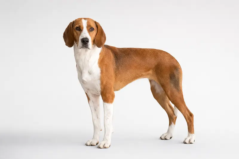 Lettische Bracke in aufmerksamer Haltung vor hellem Hintergrund als realistisches Hundeportrait.
