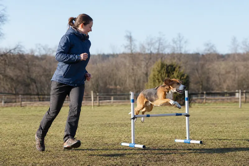 Ein Lettische Bracke Hund springt mit seinem Besitzer über eine kleine Trainingshürde auf dem Hundeplatz.