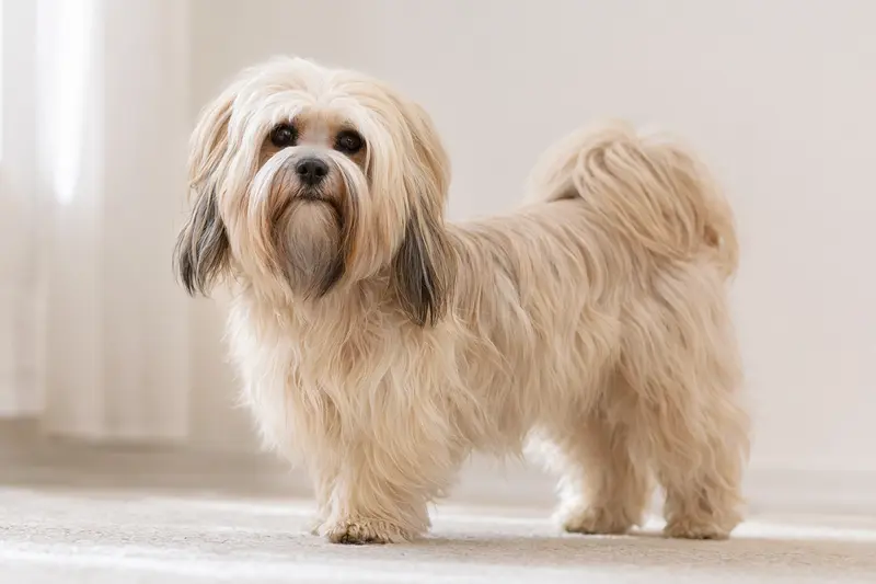 Aufmerksamer Lhasa Apso Hund in natürlicher Haltung vor hellem Hintergrund, als hochwertiges Tierportrait mit typischer Fellstruktur.