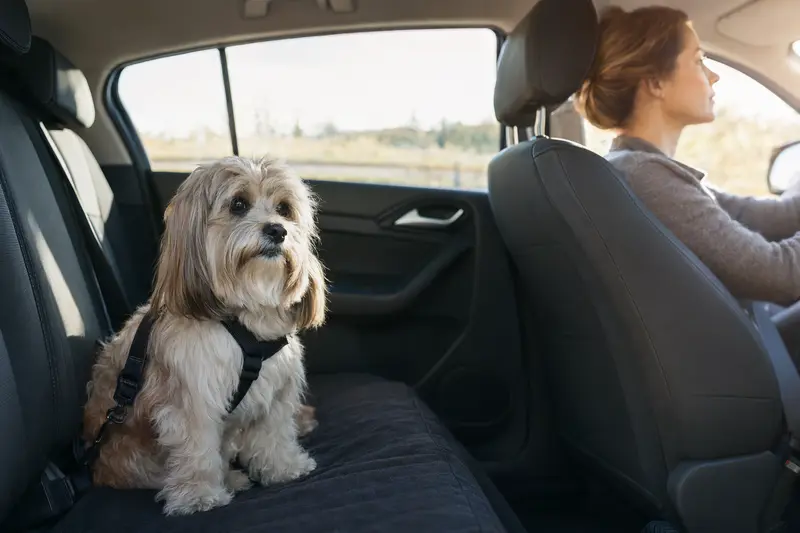 Ein Lhasa Apso sitzt sicher angeschnallt auf der Rückbank eines Autos, während seine Besitzerin ruhig fährt.