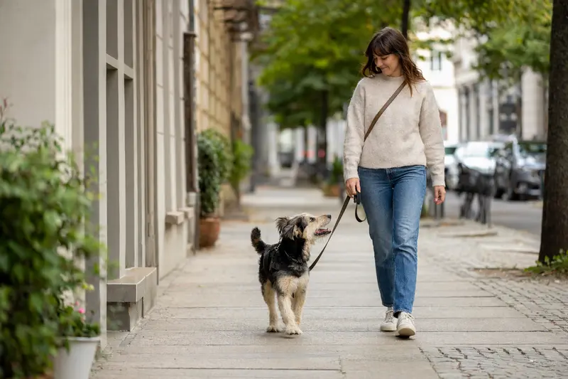 Ein Liptak Hund läuft an der Leine mit seinem Besitzer durch eine moderne Stadtstraße im Alltag.
