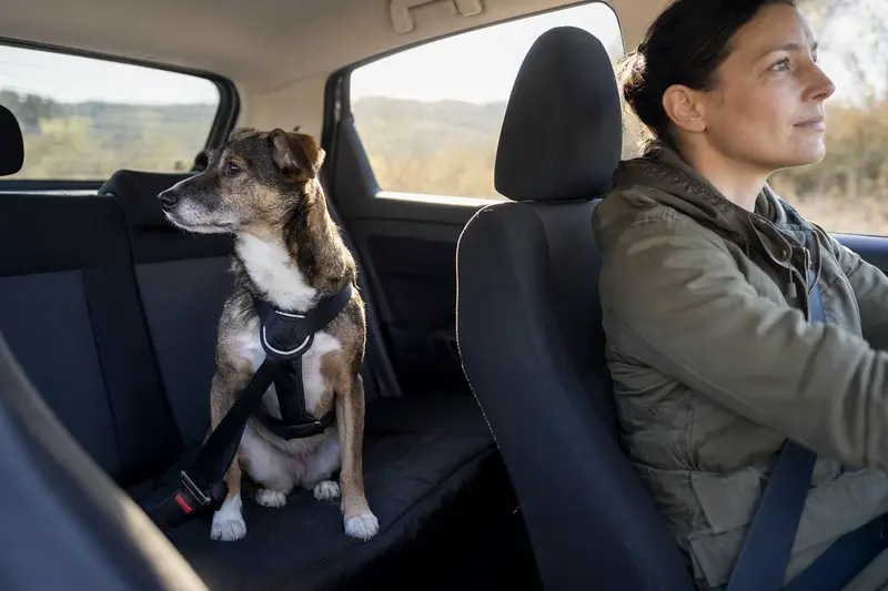 Ein Hund sitzt sicher angeschnallt auf der Rückbank eines Autos, während der Besitzer ruhig fährt und Sonnenlicht durch das Fenster fällt.