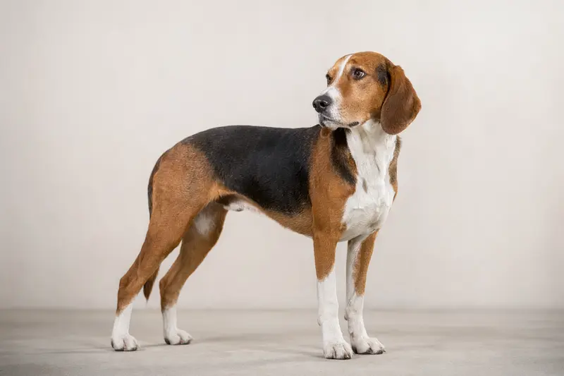 Aufmerksame Litauische Bracke in natürlicher Haltung vor hellem Hintergrund, als hochwertiges Hunde-Portrait im redaktionellen Stil.