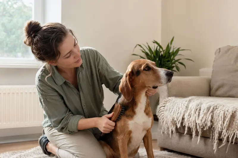 Ein Litauische Bracke Hund wird zuhause von seinem Besitzer sanft gebürstet und gepflegt.