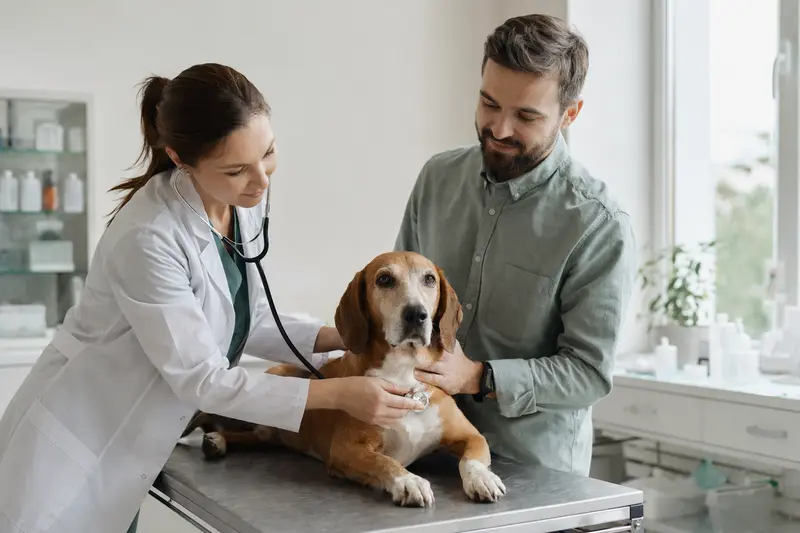 Ein Litauische Bracke Hund wird behutsam von einer Tierärztin mit einem Stethoskop untersucht, während sein Besitzer beruhigend daneben steht.
