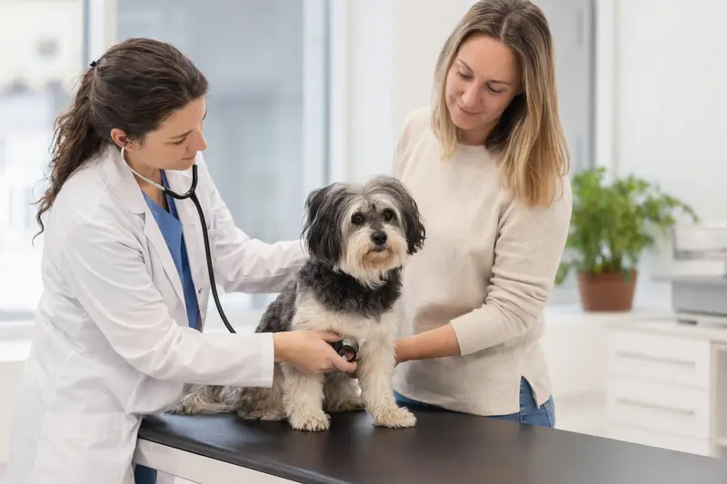 Ein ruhiger Löwchen Hund wird von einer freundlichen Tierärztin mit Stethoskop in einer modernen Tierarztpraxis untersucht, während der Besitzer beruhigend danebensteht.