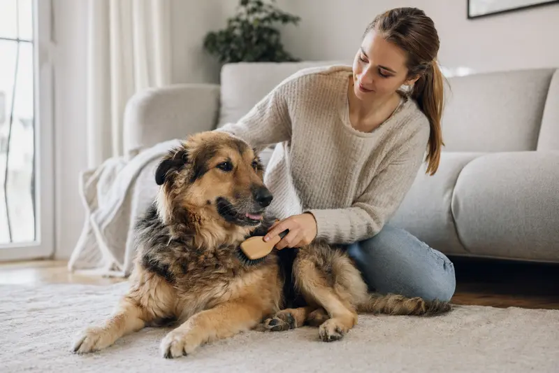 Ein Löwenhund wird liebevoll zuhause von seinem Besitzer gebürstet, was die Bedeutung von Fellpflege und Verantwortung verdeutlicht.