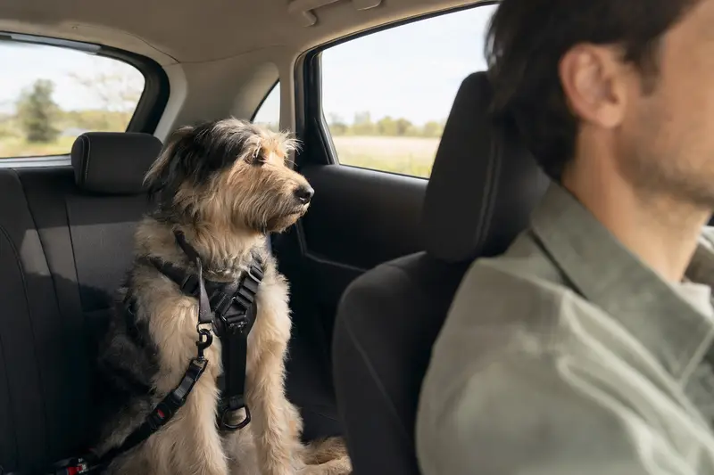 Ein Löwenhund sitzt sicher angeschnallt auf der Rückbank eines Autos, während sein Besitzer fährt.