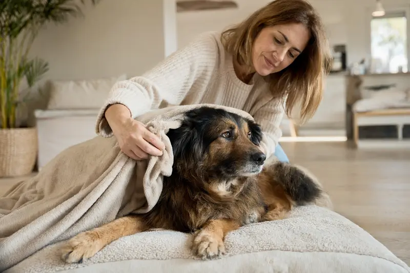 Ein entspannter Löwenhund liegt in einem hellen Raum, während sein Besitzer liebevoll eine Decke über ihn legt, was Schutz und Geborgenheit symbolisiert.