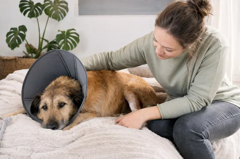 Ein Löwenhund ruht auf einer weichen Decke mit einem medizinischen Schutzkragen, während sein Besitzer beruhigend daneben sitzt.