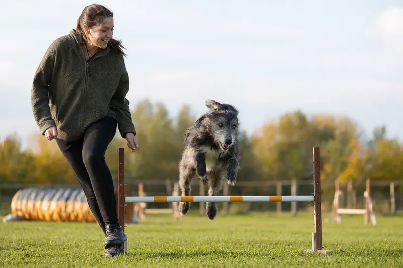 Ein aktiver Longdog springt über eine kleine Trainingshürde auf dem Hundeplatz und trainiert gemeinsam mit seinem Besitzer in sonniger Atmosphäre.