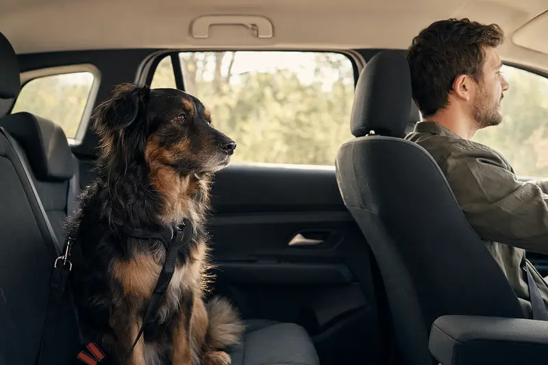 Ein Longdog sitzt sicher angeschnallt auf der Rückbank eines Autos, während der Besitzer ruhig fährt.