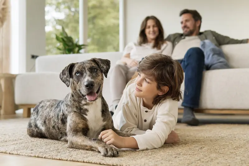 Ein freundlicher Louisiana Catahoula Leopard Dog liegt entspannt neben einem Kind im hellen Wohnzimmer, während die Eltern im Hintergrund eine sichere Familienatmosphäre vermitteln.