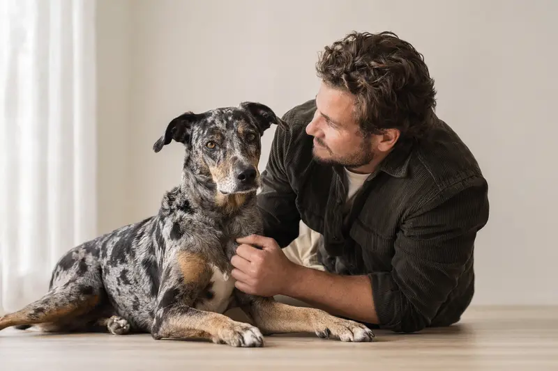 Ein aufmerksamer Louisiana Catahoula Leopard Dog steht in natürlicher Haltung vor hellem Hintergrund.