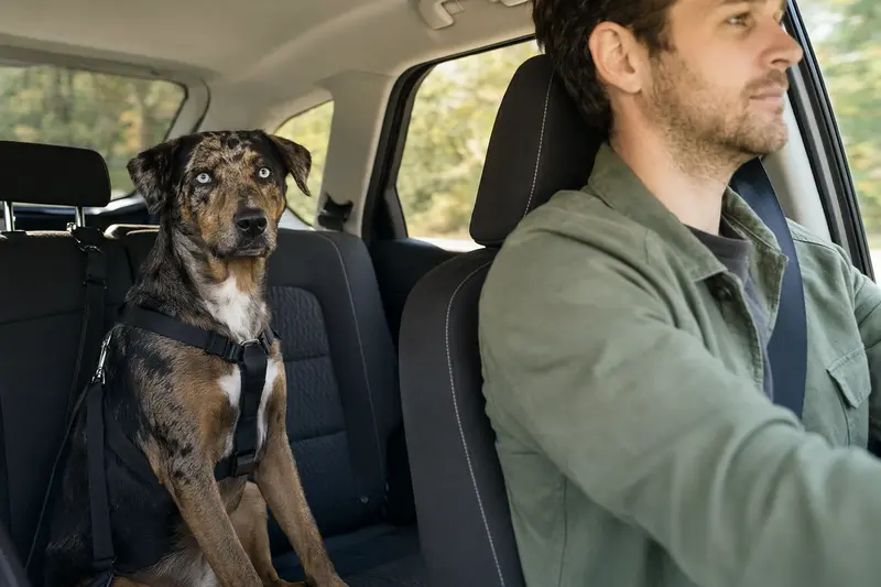 Ein Louisiana Catahoula Leopard Dog sitzt sicher angeschnallt auf der Rückbank eines Autos, während der Fahrer ruhig fährt und Sonnenlicht durch das Fenster fällt.
