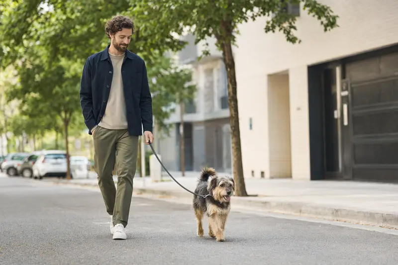 Ein Lucas Terrier läuft an der Leine mit seinem Besitzer durch eine moderne Stadtstraße.