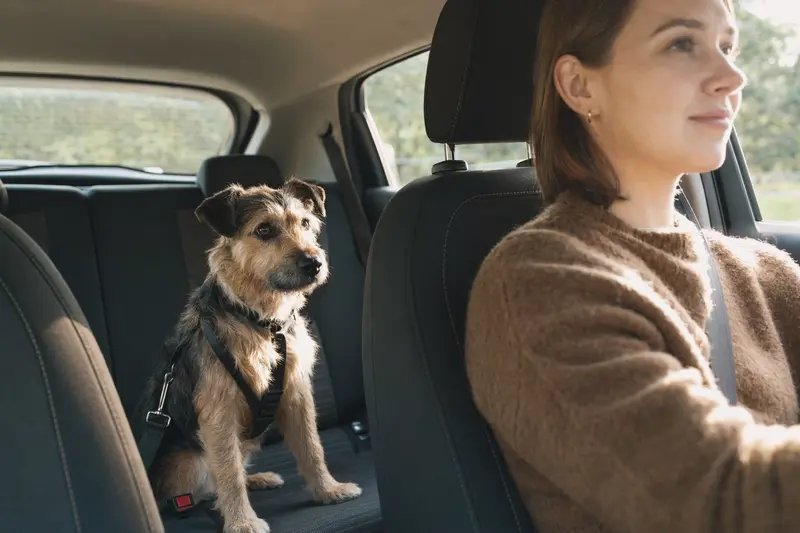 Ein Lucas Terrier sitzt sicher angeschnallt auf der Rückbank eines Autos, während der Besitzer ruhig fährt und Sonnenlicht durch das Fenster fällt.