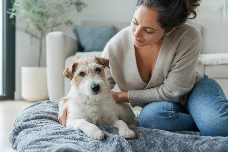 Ein Lucas Terrier mit leicht bandagierter Pfote liegt ruhig auf einer Decke, während sein Besitzer neben ihm erleichtert sitzt.