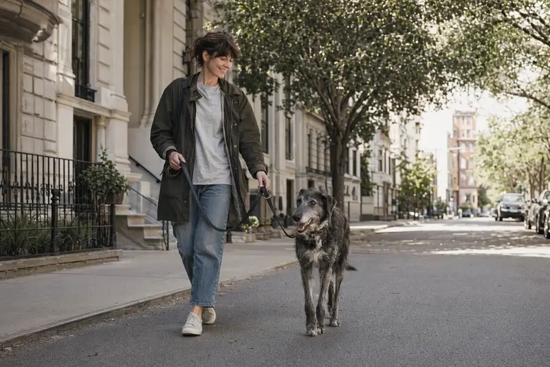 Ein Lurcher Hund läuft an der Leine mit seinem Besitzer durch eine moderne Stadtstraße.