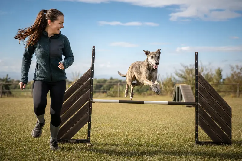 Ein Lurcher Hund springt mit seinem Besitzer über eine kleine Trainingshürde auf dem Hundeplatz und zeigt dabei Freude und Bewegung.