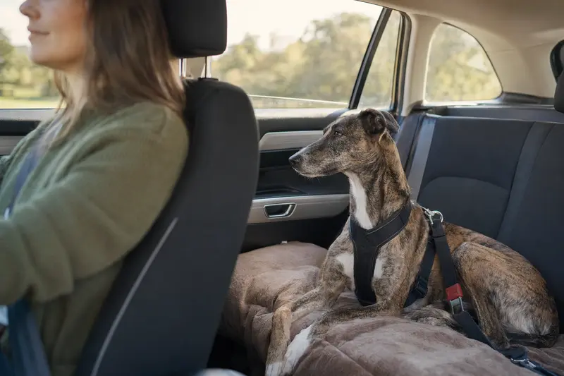 Ein Lurcher sitzt sicher angeschnallt auf der Rückbank eines Autos, während der Besitzer ruhig fährt und Sonnenlicht durch das Fenster fällt.