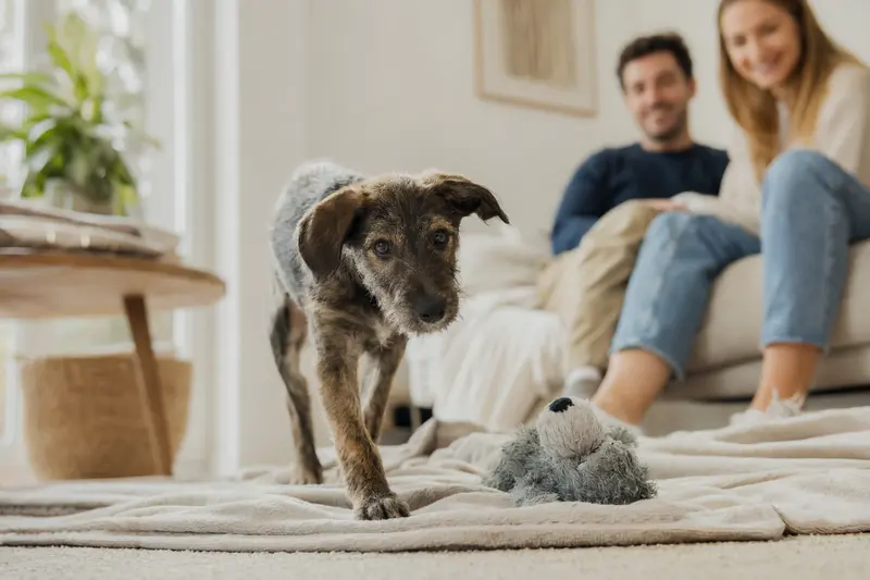 Ein junger Lurcher Welpe erkundet neugierig sein neues Zuhause mit einer liebevollen Familie im Hintergrund.