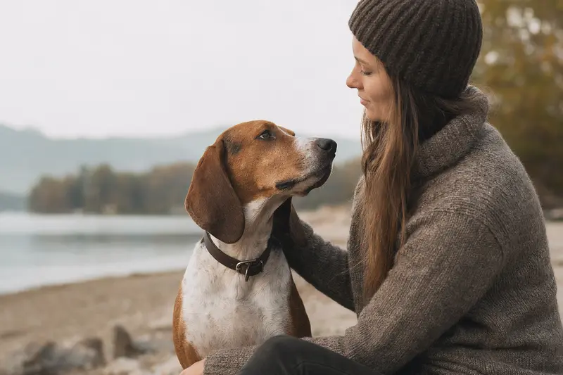 Ein Luzerner Laufhund steht aufmerksam vor hellem Hintergrund in natürlicher Haltung.