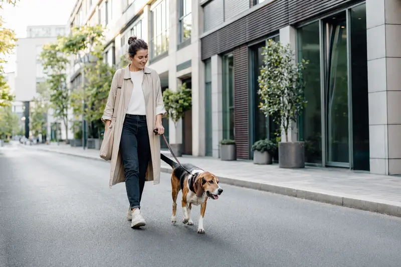 Ein Luzerner Laufhund läuft an der Leine mit seinem Besitzer durch eine moderne Stadtstraße.