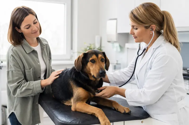 Ein ruhiger Luzerner Laufhund wird behutsam von einer Tierärztin mit einem Stethoskop in einer modernen Tierarztpraxis untersucht, während der Besitzer beruhigend daneben steht.