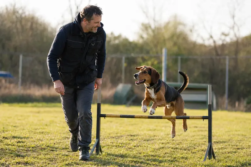 Ein aktiver Luzerner Laufhund springt mit seinem Besitzer über eine kleine Trainingshürde auf dem Hundeplatz.