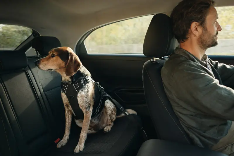 Ein Luzerner Laufhund sitzt sicher angeschnallt auf der Rückbank eines Autos, während sein Besitzer ruhig fährt.