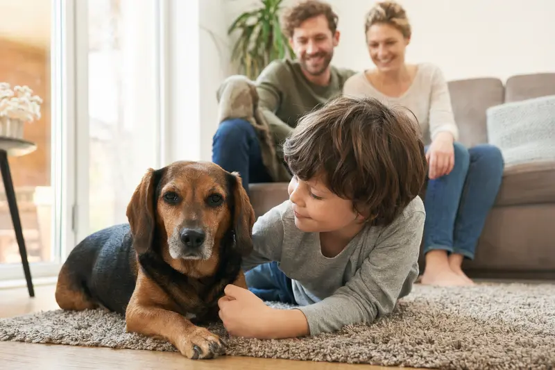Ein freundlicher Luzerner Niederlaufhund liegt entspannt neben einem Kind im hellen Wohnzimmer, während die Eltern im Hintergrund eine sichere Familienatmosphäre schaffen.