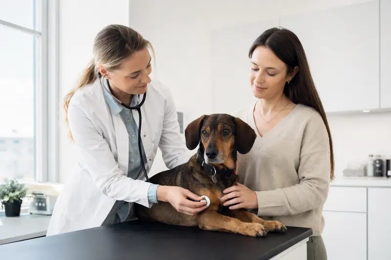 Ein Luzerner Niederlaufhund auf dem Untersuchungstisch wird von einer freundlichen Tierärztin mit einem Stethoskop untersucht.