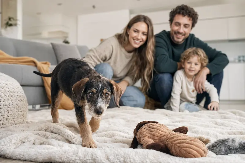 Ein neugieriger Luzerner Niederlaufhund Welpe spielt in seiner hellen Wohnung und entdeckt seine liebevolle Familie.