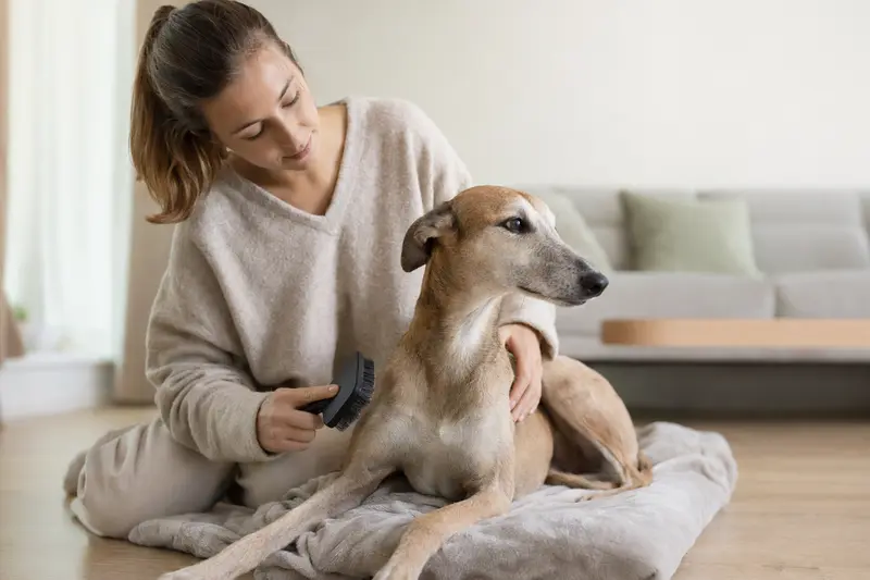 Ein Magyar Agar wird in einer hellen Wohnung sanft gebürstet, während der Besitzer liebevoll die Fellpflege übernimmt.