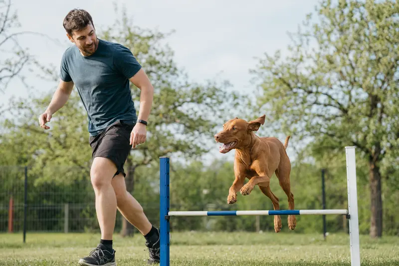 Ein Magyar Vizsla springt auf einem Hundeplatz mit seinem Besitzer über eine kleine Trainingshürde in sonniger, freundlicher Stimmung.