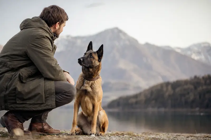 Ein aufmerksamer Malinois Hund steht vor hellem Hintergrund in natürlicher Haltung, als professionelles Tierportrait mit klaren Details.