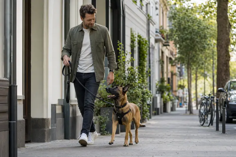 Ein Malinois läuft an der Leine mit seinem Besitzer durch eine freundliche moderne Stadtstraße im Alltag.