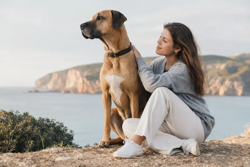 Eine aufmerksam stehende Mallorca-Dogge vor hellem neutralem Hintergrund zeigt die typische Körperform und das gepflegte Fell der Rasse.