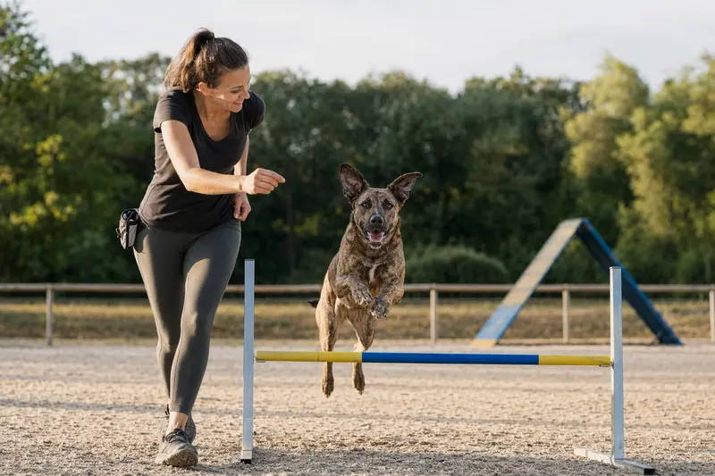 Ein aktiver Mallorca-Dogge Hund springt mit seinem Besitzer über eine kleine Trainingshürde auf dem Hundeplatz.