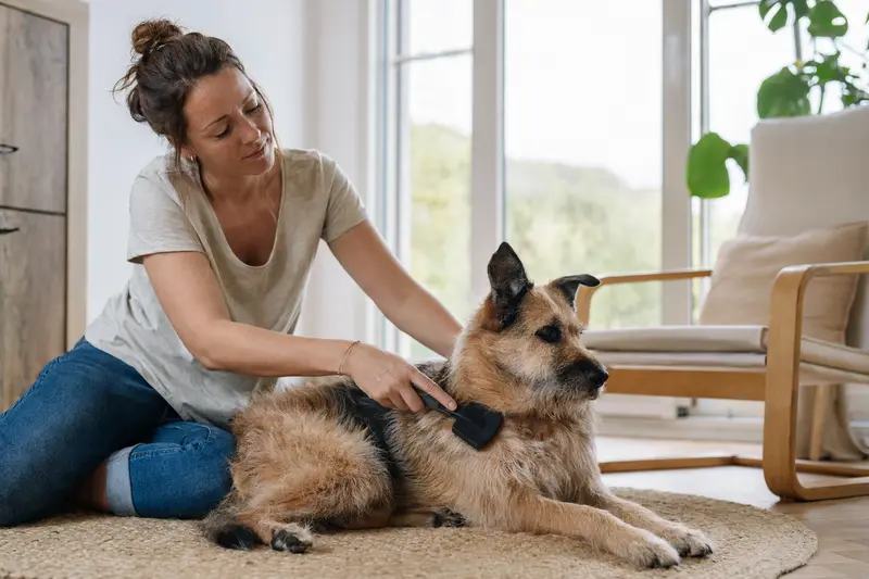 Ein Mallorca-Schäferhund wird in einer hellen Wohnung sanft gebürstet, während der Besitzer liebevoll die Fellpflege übernimmt.