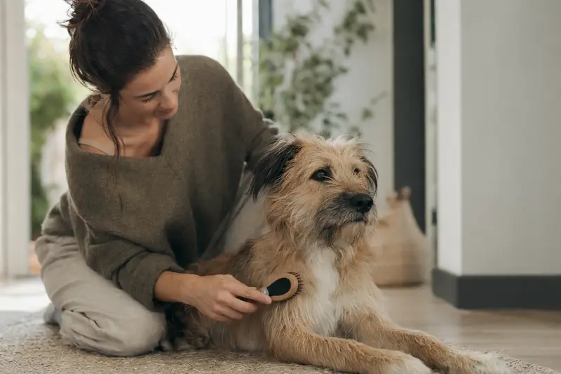 Ein Mallorqui Hund wird in einer hellen Wohnung sanft gebürstet, während sein Besitzer liebevoll die Fellpflege übernimmt.