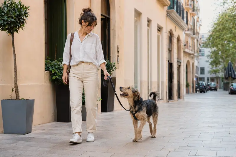 Ein Mallorqui Hund läuft an der Leine mit seinem Besitzer durch eine freundliche moderne Stadtstraße.